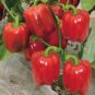 Heirloom Red Long Sharp Sweet Bell Pepper 20 PCS Seeds