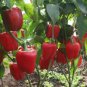 Heirloom Red Long Sharp Sweet Bell Pepper 20 PCS Seeds