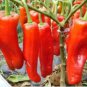 Heirloom Red Long Sharp Sweet Bell Pepper 20 PCS Seeds