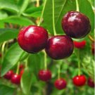 Heirloom Red Middle Sweet Cherry Fruits 6 PCS Seeds