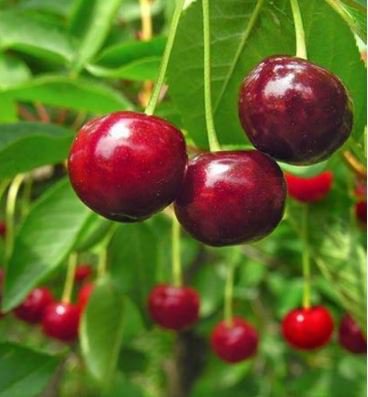Heirloom Red Middle Sweet Cherry Fruits 6 PCS Seeds