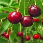 Heirloom Red Middle Sweet Cherry Fruits 6 PCS Seeds