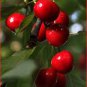 Heirloom Red Middle Sweet Cherry Fruits 6 PCS Seeds