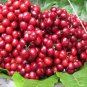 Heirloom Red Middle Sweet Cherry Fruits 6 PCS Seeds
