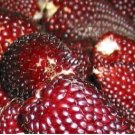 Heirloom Red Popping Corn, strawberry corn 8 PCS Seeds Heirloom Red Popping Corn, strawberry corn 8 PCS Seeds