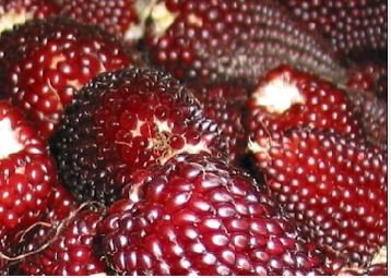 Heirloom Red Popping Corn, strawberry corn 8 PCS Seeds