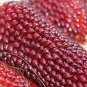 Heirloom Red Popping Corn, strawberry corn 8 PCS Seeds