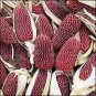 Heirloom Red Popping Corn, strawberry corn 8 PCS Seeds