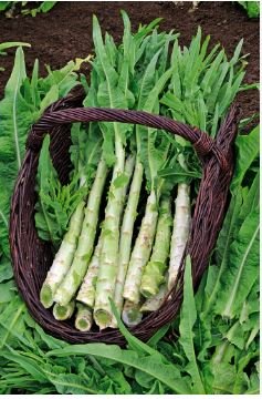 Heirloom Red Skin Asparagus Lettuce Vegetables 30 PCS Seeds