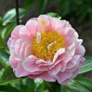 Heirloom Red White Peony Seedling Flower 'Er Qiao' 5 PCS Seeds Heirloom Red White Peony Seedling Flower 'Er Qiao' 5 PCS Seeds