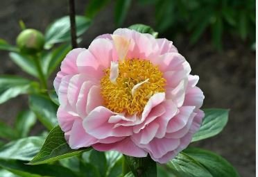 Heirloom Red White Peony Seedling Flower 'Er Qiao' 5 PCS Seeds