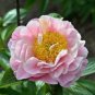 Heirloom Red White Peony Seedling Flower 'Er Qiao' 5 PCS Seeds