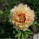 Heirloom Red Yellow Double Blooms Peony Tree Fragrant Flower 5 PCS Seeds Heirloom Red Yellow Double Blooms Peony Tree Fragrant Flower 5 PCS Seeds