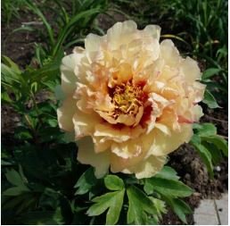 Heirloom Red Yellow Double Blooms Peony Tree Fragrant Flower 5 PCS Seeds
