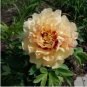 Heirloom Red Yellow Double Blooms Peony Tree Fragrant Flower 5 PCS Seeds
