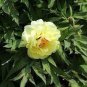 Heirloom Red Yellow Double Blooms Peony Tree Fragrant Flower 5 PCS Seeds