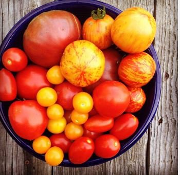 Heirloom Red Zebra Tomato with Golden Stripe Organic 100 PCS Seeds