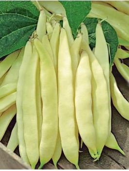 Heirloom Roma I Yellow Bean 15 PCS Seeds