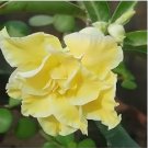 Heirloom Rose Shaped Adenium Yellow Desert Rose 2 PCS Seeds