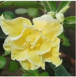 Heirloom Rose Shaped Adenium Yellow Desert Rose 2 PCS Seeds