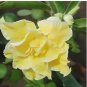 Heirloom Rose Shaped Adenium Yellow Desert Rose 2 PCS Seeds