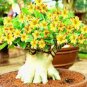 Heirloom Rose Shaped Adenium Yellow Desert Rose 2 PCS Seeds