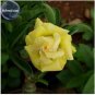 Heirloom Rose Shaped Adenium Yellow Desert Rose 2 PCS Seeds