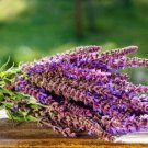 Heirloom Salvia Officinalis Pink Woodland Sage Perennial Flower 30 PCS Seeds
