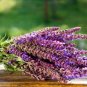 Heirloom Salvia Officinalis Pink Woodland Sage Perennial Flower 30 PCS Seeds