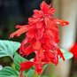 Heirloom Scarlet Sage Short Red Salvia Flower 30 PCS Seeds