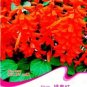 Heirloom Scarlet Sage Short Red Salvia Flower 30 PCS Seeds