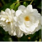 Heirloom Single Petalled White Climbing Rose Flower 50 PCS Seeds