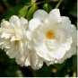 Heirloom Single Petalled White Climbing Rose Flower 50 PCS Seeds
