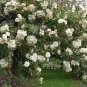 Heirloom Single Petalled White Climbing Rose Flower 50 PCS Seeds