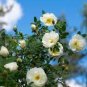Heirloom Single Petalled White Climbing Rose Flower 50 PCS Seeds