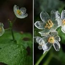 Heirloom Skeleton Flowers Astilboides tabularis Bonsai Rare Exotic 50 PCS Seeds