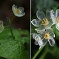 Heirloom Skeleton Flowers Astilboides tabularis Bonsai Rare Exotic 50 PCS Seeds