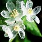 Heirloom Skeleton Flowers Astilboides tabularis Bonsai Rare Exotic 50 PCS Seeds