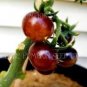 Heirloom Small Bright Purple Tomato 100 PCS Seeds