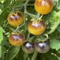 Heirloom Small Bright Purple Tomato 100 PCS Seeds