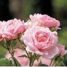 Heirloom Small Pink Rose Fragrant Flower 50 PCS Seeds Heirloom Small Pink Rose Fragrant Flower 50 PCS Seeds