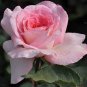 Heirloom Small Pink Rose Fragrant Flower 50 PCS Seeds