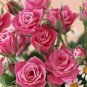 Heirloom Small Pink Rose Fragrant Flower 50 PCS Seeds