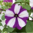 Heirloom Snow White Petunia with Five Purple Stripes Annual Garden Flowers 200 PCS Seeds