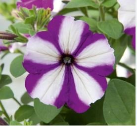Heirloom Snow White Petunia with Five Purple Stripes Annual Garden Flowers 200 PCS Seeds
