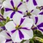 Heirloom Snow White Petunia with Five Purple Stripes Annual Garden Flowers 200 PCS Seeds