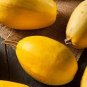 Heirloom Spaghetti Squash Vegetable 30 PCS Seeds
