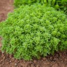 Heirloom Spicy Globe Basil 20 PCS Seeds Heirloom Spicy Globe Basil 20 PCS Seeds