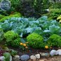 Heirloom Spicy Globe Basil 20 PCS Seeds