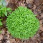 Heirloom Spicy Globe Basil 20 PCS Seeds